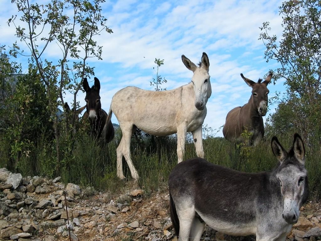 Groupe d'ânes de bât professionnels pour la randonnée en Cévennes